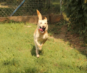 PIES DO ADOPCJI - Bella