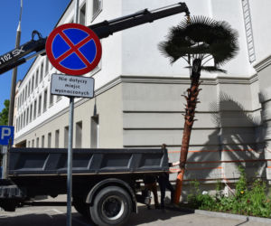 Olsztyn ma nową palmę Kopernika. Zapłacą za nią podpalacze [ZDJĘCIA]