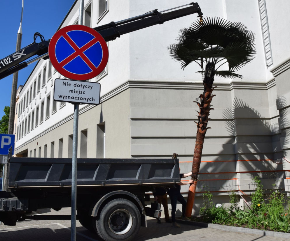Olsztyn ma nową palmę Kopernika. Zapłacą za nią podpalacze [ZDJĘCIA]