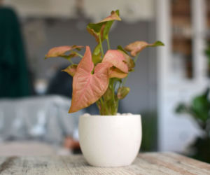 Syngonium
