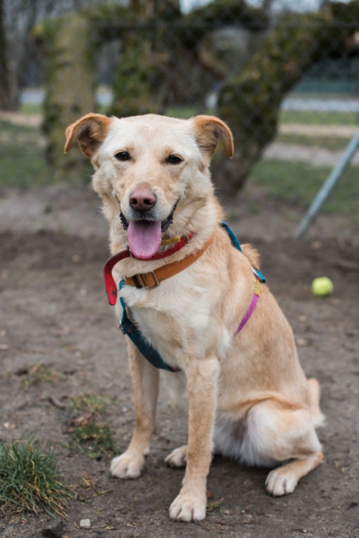 PIES DO ADOPCJI - Bella