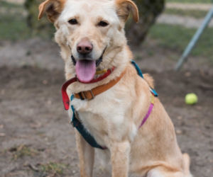 PIES DO ADOPCJI - Bella