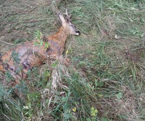 Psy ROZSZARPAŁY sarenkę! Zjadały sarnę żywcem, odgryzały jej nogę