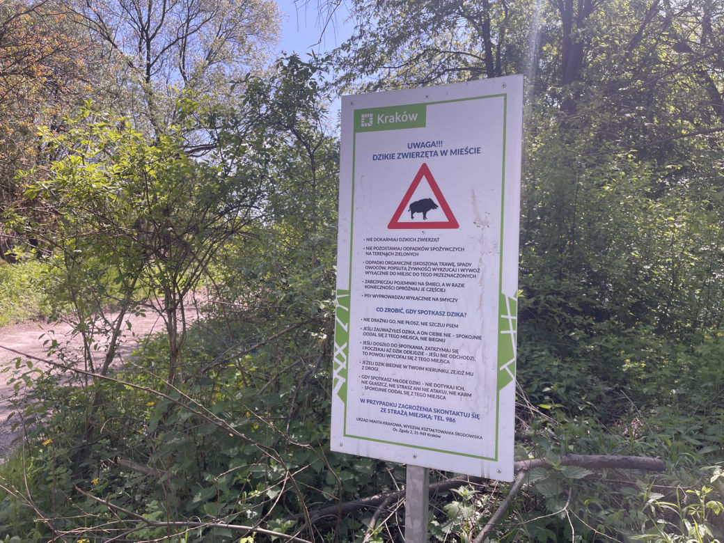 Kraków ma najdłuższy park w Polsce. Poznajcie Młynówkę Królewską! 