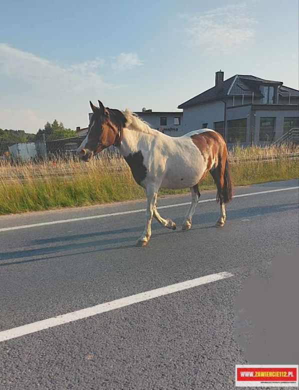 Jedziesz samochodem, a tam pędzą konie po betonie. Nietypowe zdarzenie z Zawiercia