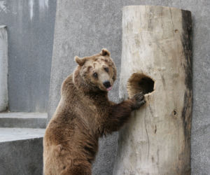 Koniec z misiami w zoo!