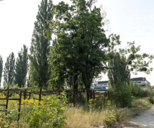 We Wrocławiu powstanie nowy park i szkoła