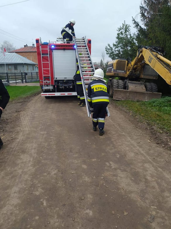 Czarny kot ugrzązł na drzewie w piątek 13