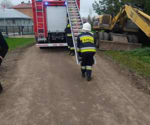 Czarny kot ugrzązł na drzewie w piątek 13