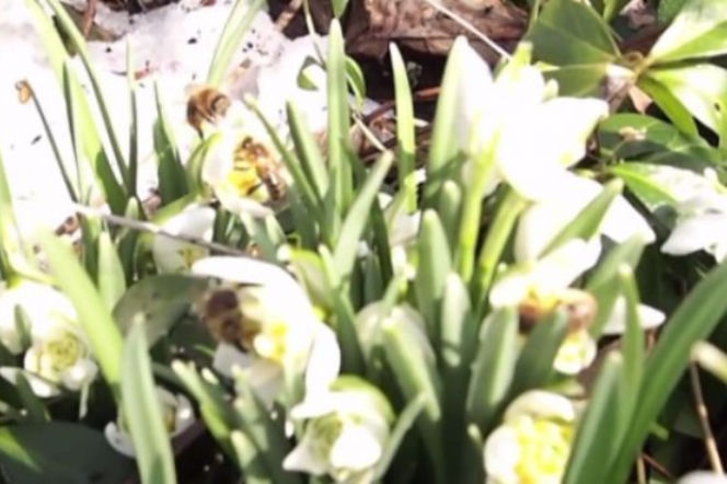 Kwiaty - print screen YouTube