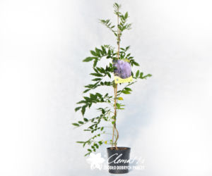 Glicynia (fot. Clematis)