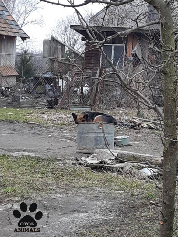 Pies miał łańcuch WROŚNIĘTY W SZYJĘ. Po uwolnieniu od właściciela skakał z radości