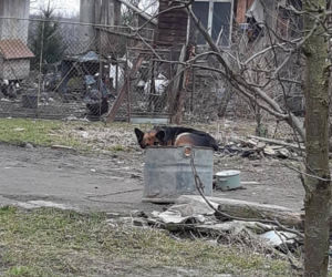 Pies miał łańcuch WROŚNIĘTY W SZYJĘ. Po uwolnieniu od właściciela skakał z radości