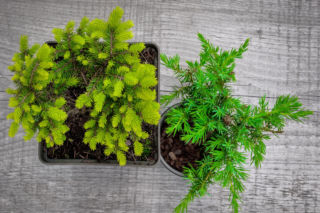 6 gatunków iglaków na balkon, które przetrwają mróz i będą zielone cały rok. Sprawdzą się nawet w małych donicach