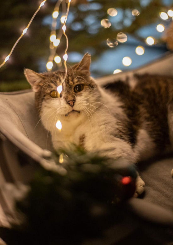 Świąteczne koty do Adopcji
