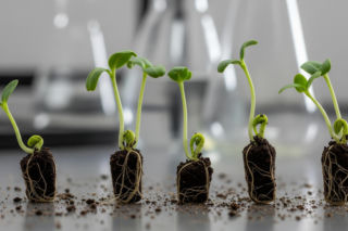 Nasiona z Maciejowa po podróży w kosmos. Jakie niezwykłe zmiany zaobserwowano?