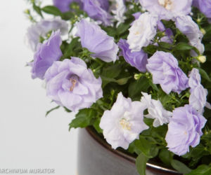Dzwonek ‘Blue Wonder’