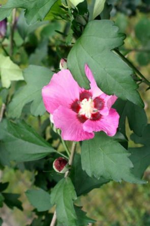 Hibiskus w ogrodzie: zamierają pąki kwiatowe