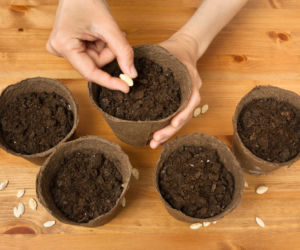 Doniczki torfowe