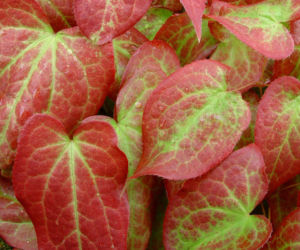Epimedium wielkokwiatowe