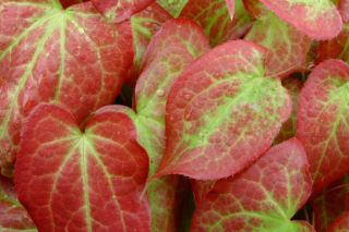 Epimedium wielkokwiatowe - Epimedium grandiflorum