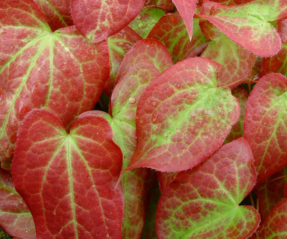 Epimedium wielkokwiatowe