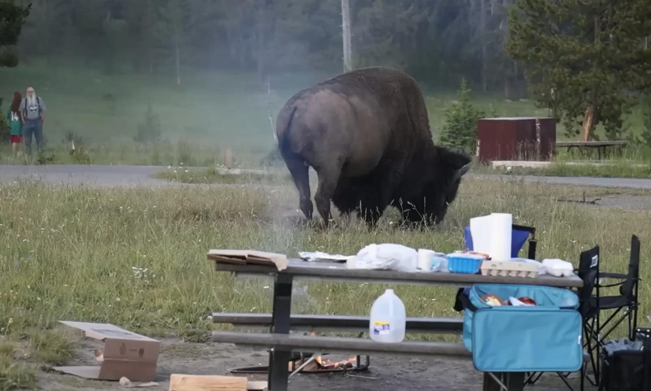 Atak bizona w Parku Narodowym Yellowstone