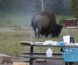 Atak bizona w Parku Narodowym Yellowstone
