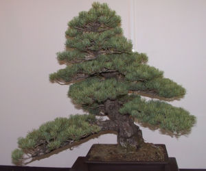 Bonsai: karłowe drzewa w mieszkaniu