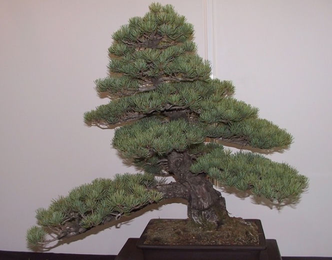 Bonsai: karłowe drzewa w mieszkaniu
