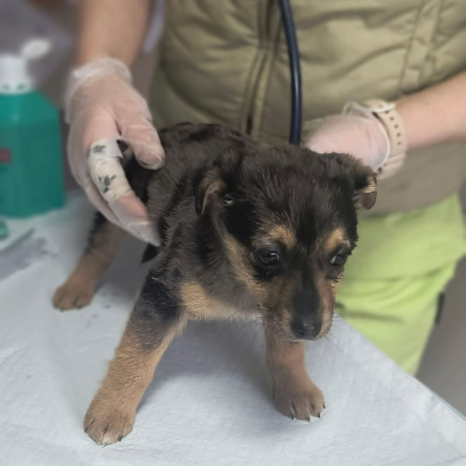 Doda cudem uniknęła śmierci! Właścicielka wyrzuciła ją do kontenera na elektrośmieci