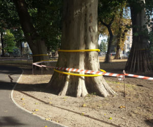 W Parku Kościuszki w Lesznie kwitnąć będą krokusy