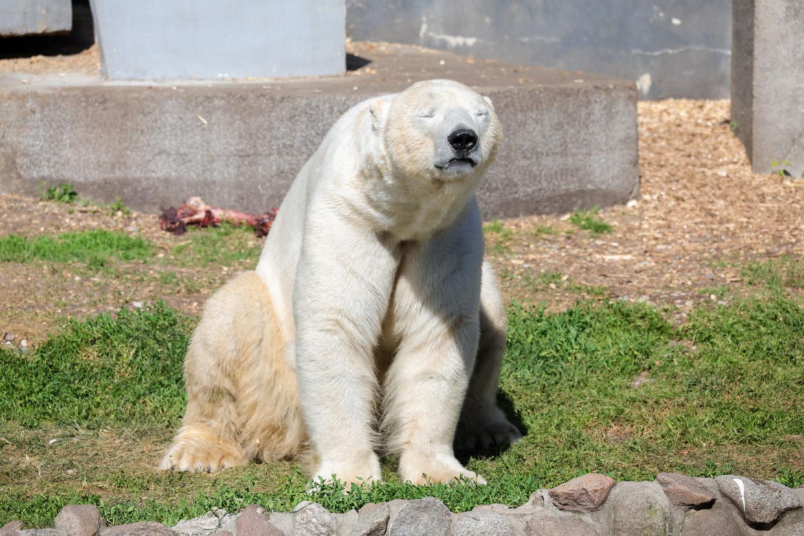 Niedźwiedzie polarne z Warszawskiego ZOO