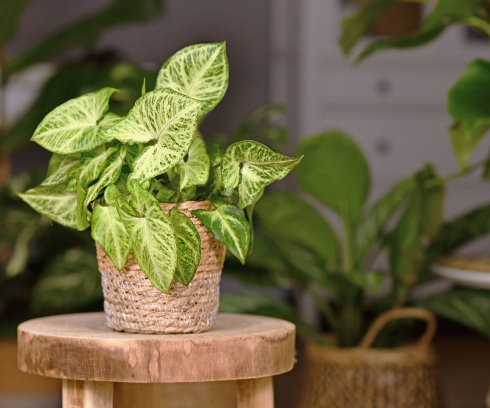 Syngonium