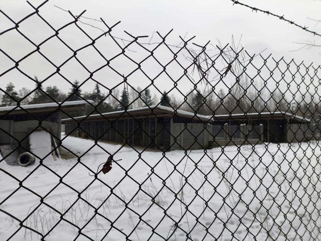 Ujadanie słychać z kilometrów. Odwiedziliśmy schronisko w Sobolewie. "Tak nie brzmią szczęśliwe pieski"