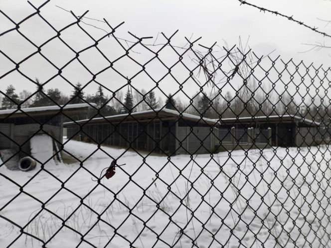 Ujadanie słychać z kilometrów. Odwiedziliśmy schronisko w Sobolewie. "Tak nie brzmią szczęśliwe pieski"