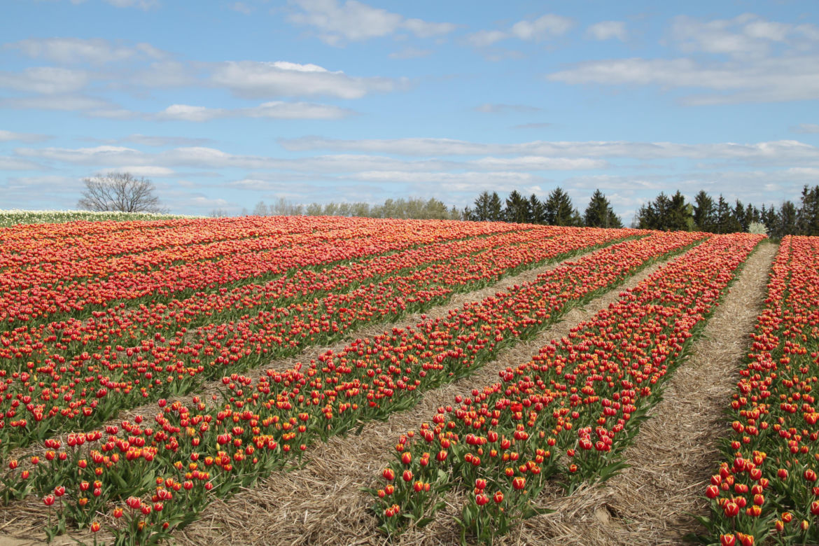 Tulipany na polach w Chrzypsku Wielkim