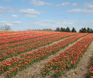 Tulipany na polach w Chrzypsku Wielkim