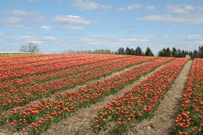 Tulipany na polach w Chrzypsku Wielkim