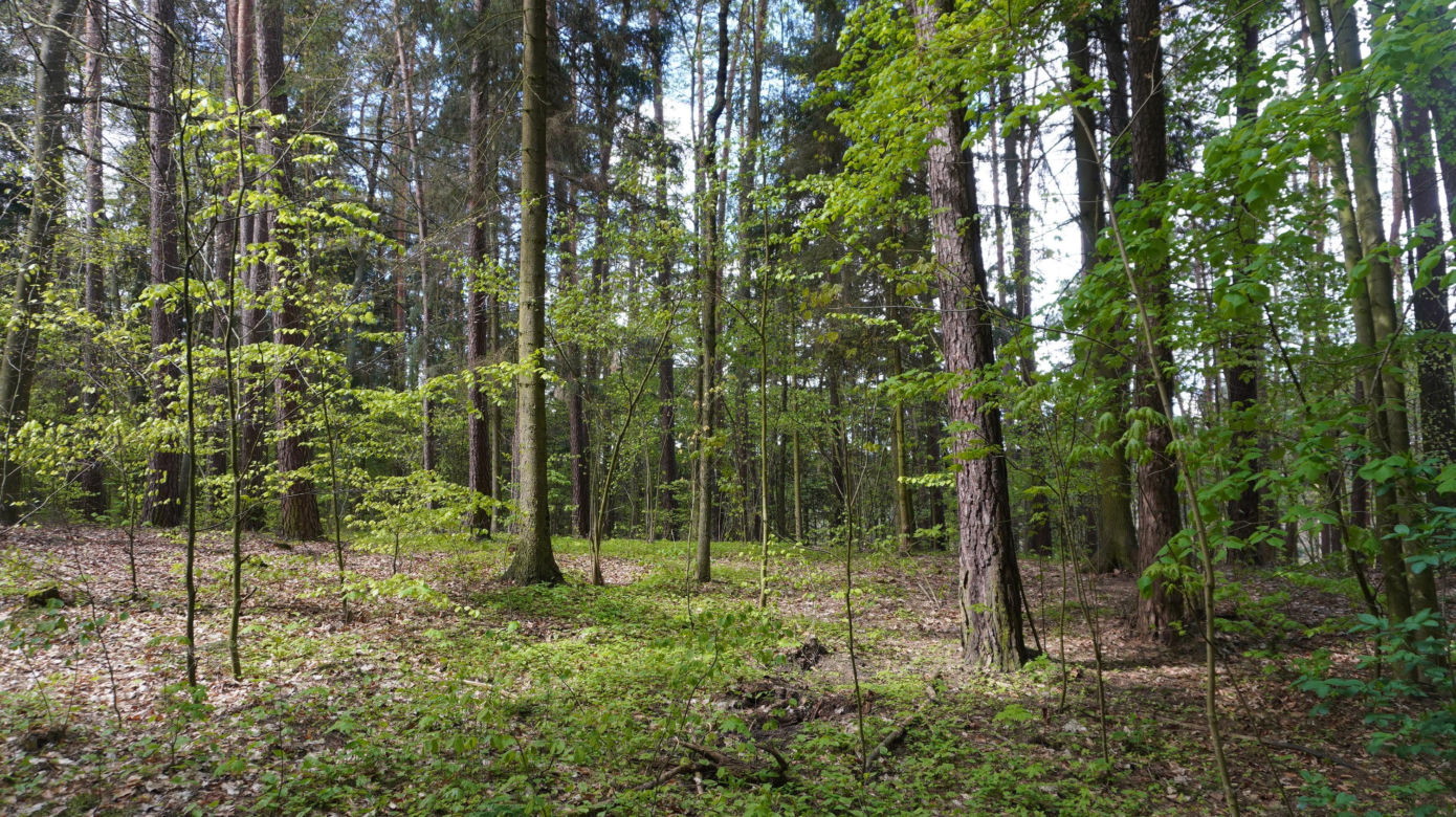 Leży w pobliżu centrum Olsztyna i wygląda bajecznie wiosną. Zobacz piękny rezerwat Mszar [ZDJĘCIA]