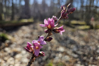 Anotnin. Idzie wiosna jak nic! Kwitnie wawrzynek wilczełyko