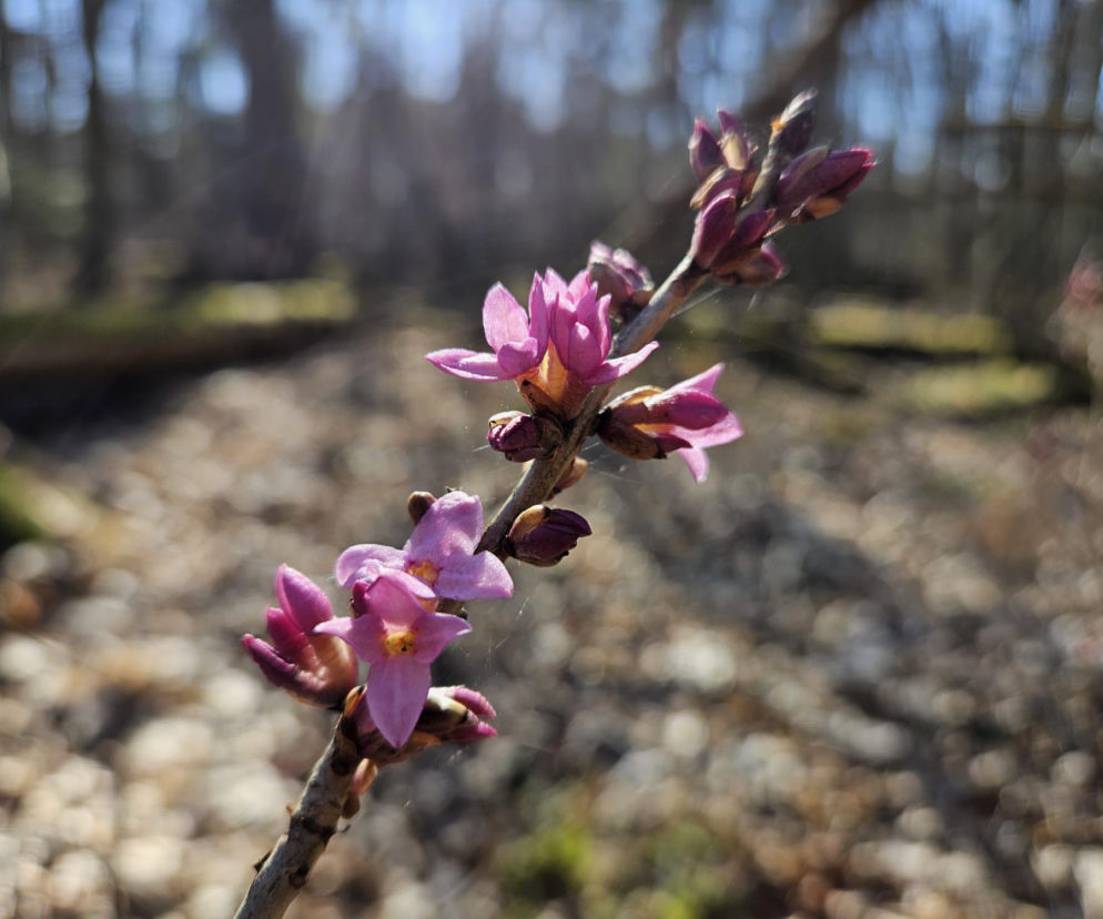 Anotnin. Idzie wiosna jak nic! Kwitnie wawrzynek wilczełyko