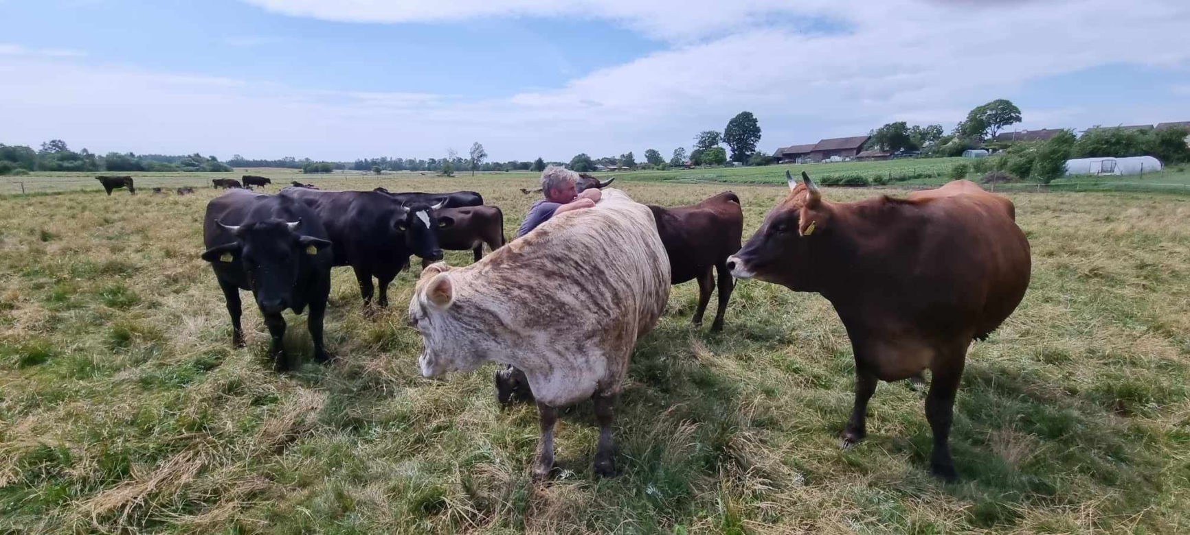 Krowa w paski w gospodarstwie pod Szczecinkiem