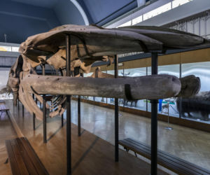 Szkielet ogromnego płetwala błękitnego we wrocławskim Muzeum Przyrodniczym