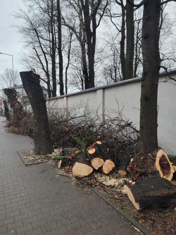 Nowa ścieżka rowerowa na al. 29 Listopada. Skończyło się rzezią drzew