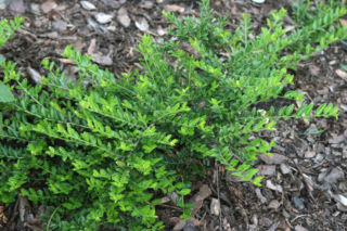 Suchodrzew chiński  - Lonicera pileata