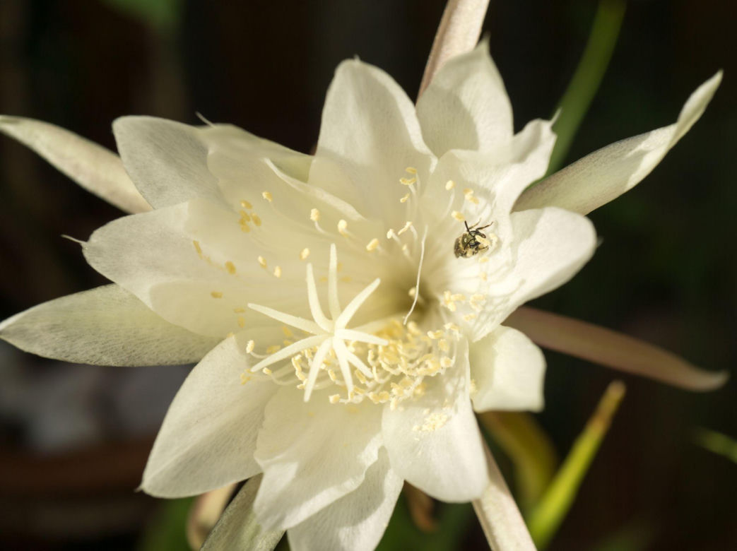 Królowa Nocy (Epiphyllum oxypetalum)