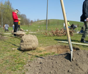 Drzewa Młodej Bydgoszczy