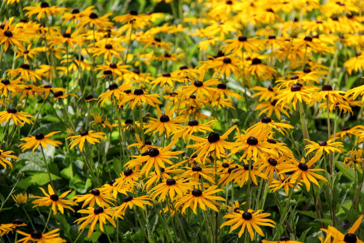 Rudbekia błyskotliwa ''Little Goldstar'