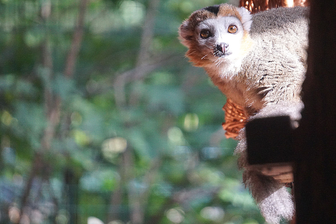 Lemury koroniaste we wrocławskim zoo